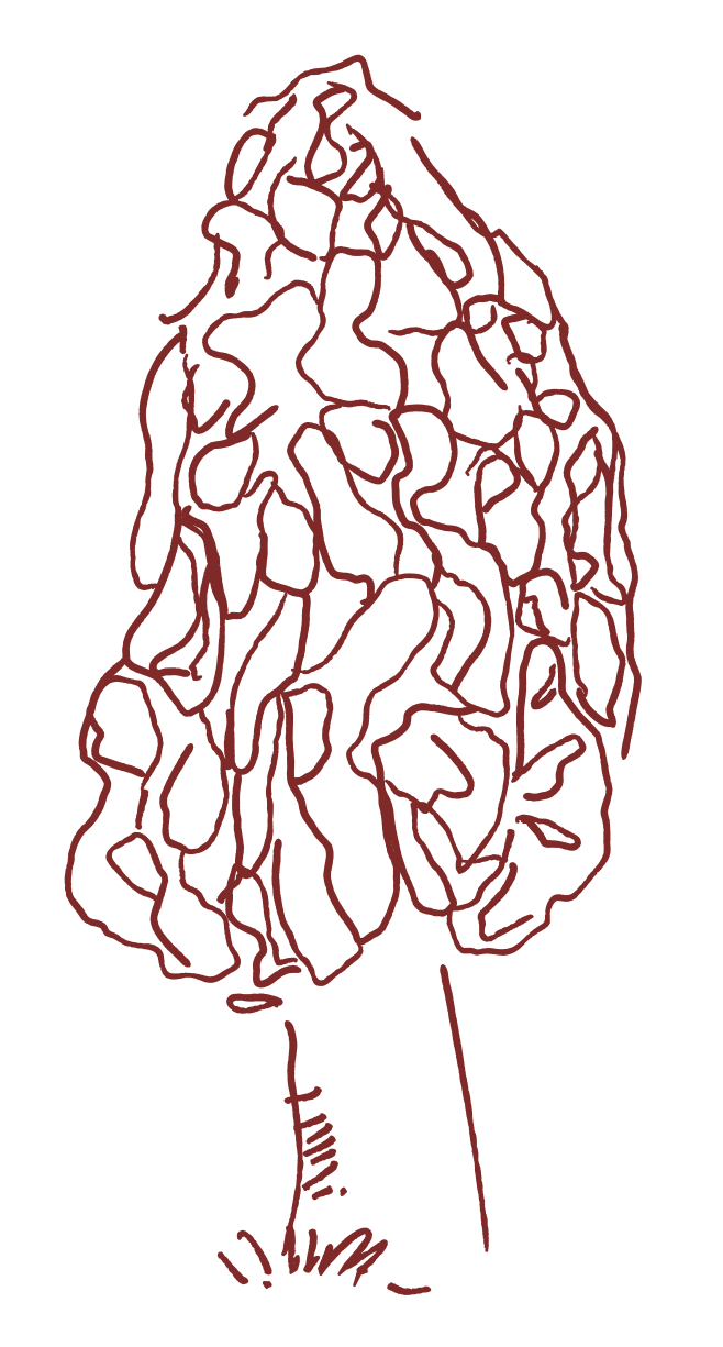Hand-drawn morel mushroom